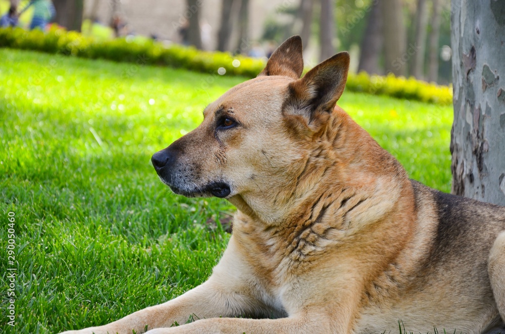 German Shepherd dog on the forest. Dog sitting on the grass. German Shepherd dog on the forest. Dog sitting on the grass.