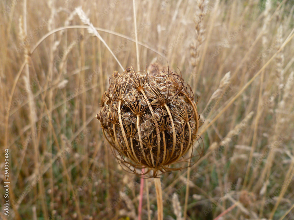Seed head of Queen Anne's lace (Daucus carota, wild carrot). Fruit cluster of a Wild Carrot with oval fruits with hooked spines growing in a meadow. Autumn landscape, fall backgroud Seed head of Queen Anne's lace (Daucus carota, wild carrot). Fruit cluster of a Wild Carrot with oval fruits with hooked spines growing in a meadow. Autumn landscape, fall backgroud