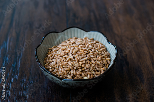 Karakilcik Organic Wheat Grains Seed in Bowl. photo