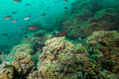 Cushion coral reef on Mljet island  Croatia
