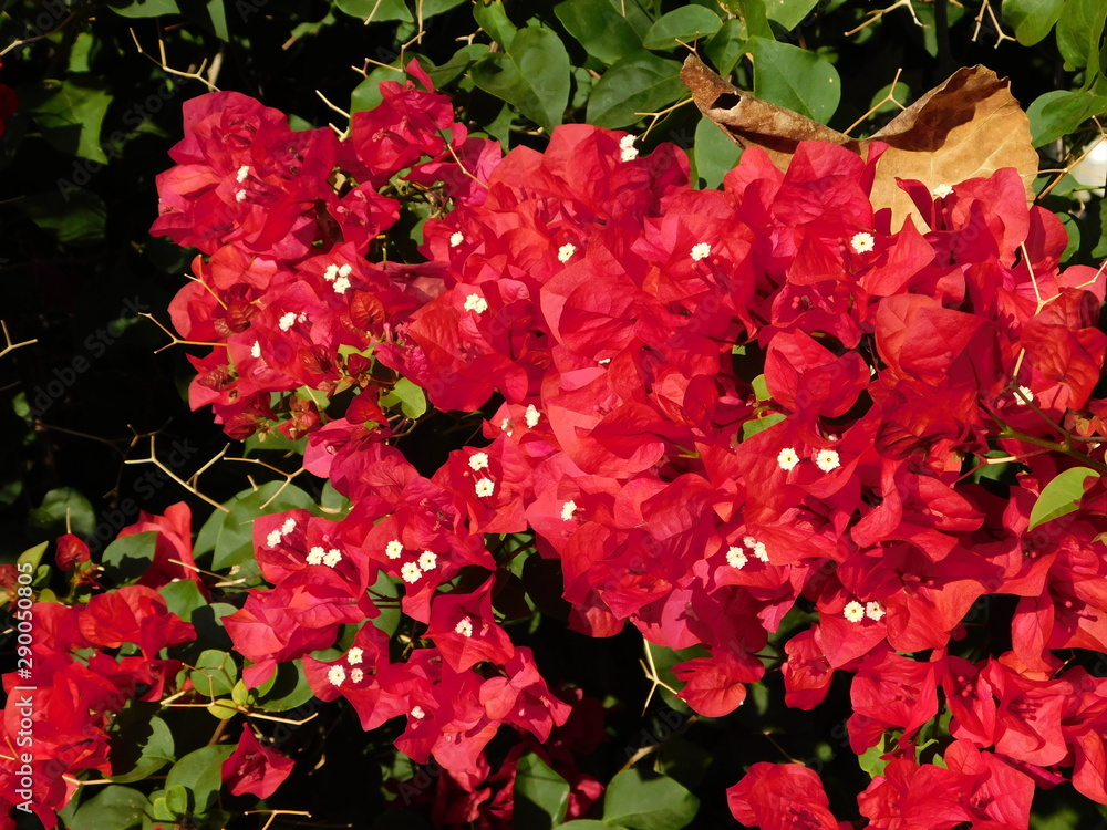 Blooming bougainvillea plant with red flowers, in Glyfada, Greece Blooming bougainvillea plant with red flowers, in Glyfada, Greece