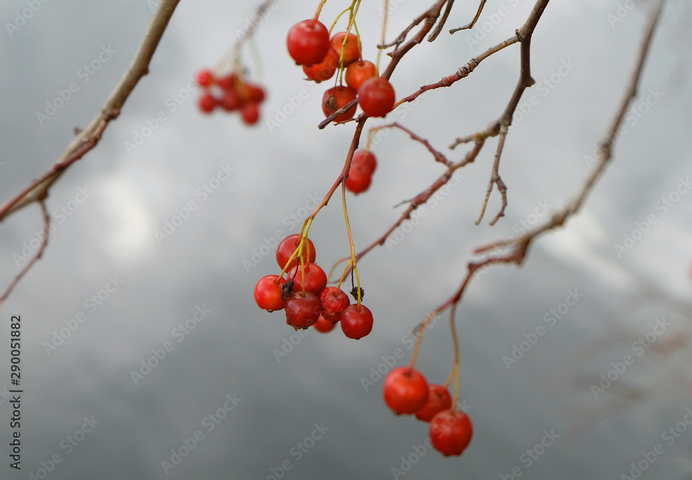 Branches of hawthorn with berries sloping over the surface of the water in the fall. Branches of hawthorn with berries sloping over the surface of the water in the fall.