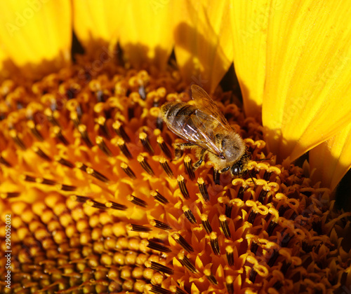 Honeybee collecting pollen from a sunflower.