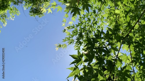 青空と若葉