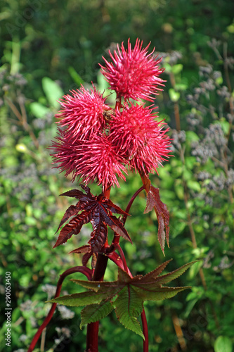 Rizinus, Ricinus communis, Samenkapseln