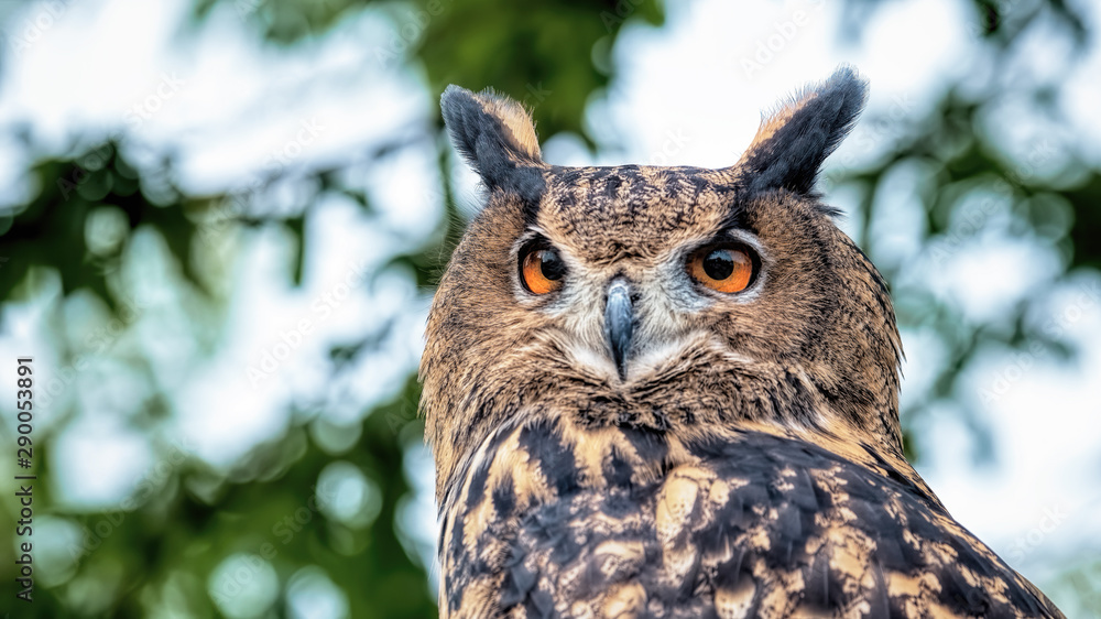 European Eagle Owl portrait showing face, eyes. ears. beak. feathers and plumage. European Eagle Owl portrait showing face, eyes. ears. beak. feathers and plumage.