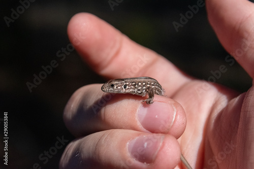 lizard in the hand © Vadim