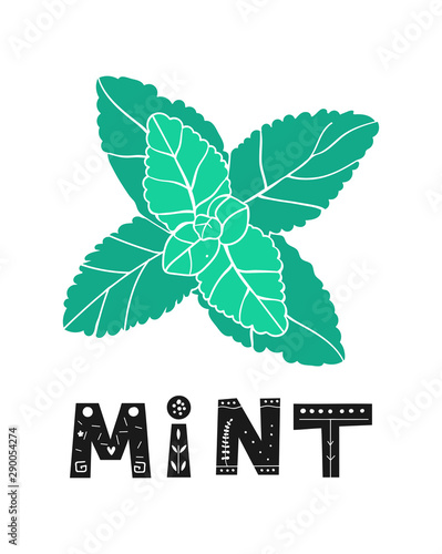 Fresh mint leaf. Vector menthol healthy aroma. Herbal nature plant. Spearmint green leafs.