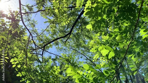 青空と若葉