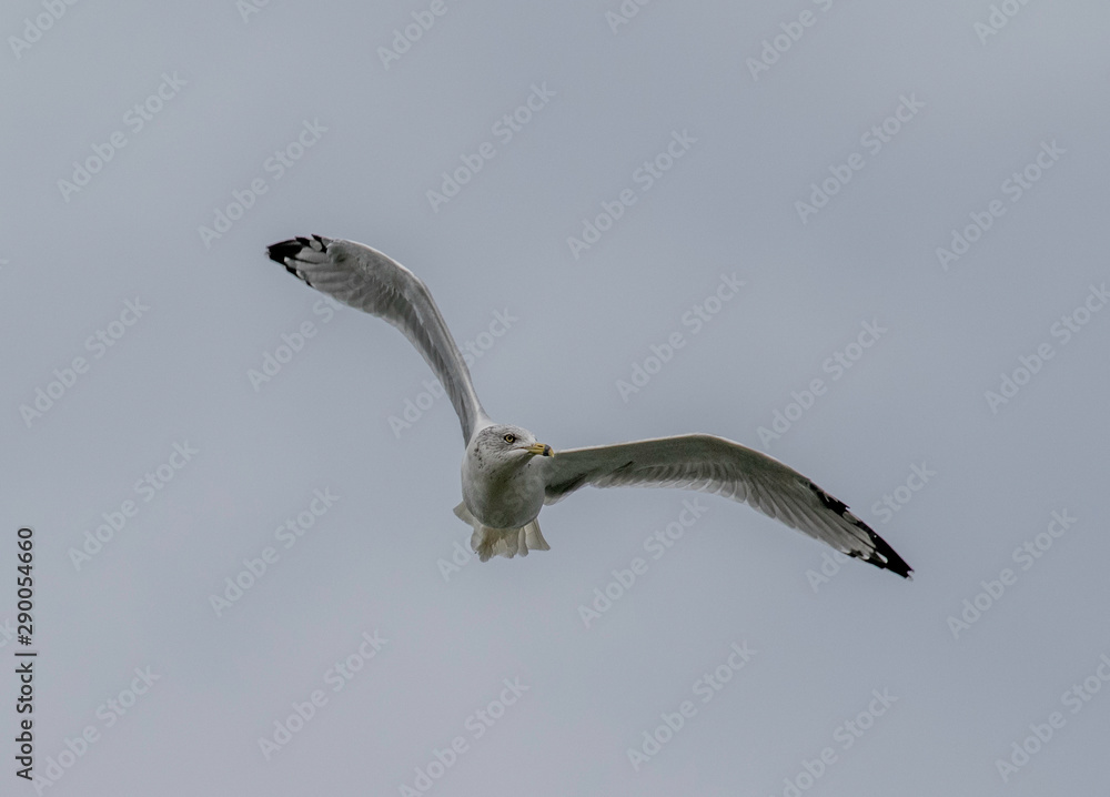 ring billed gull in flight at presque isle state park in Erie Pennsylvania ring billed gull in flight at presque isle state park in Erie Pennsylvania