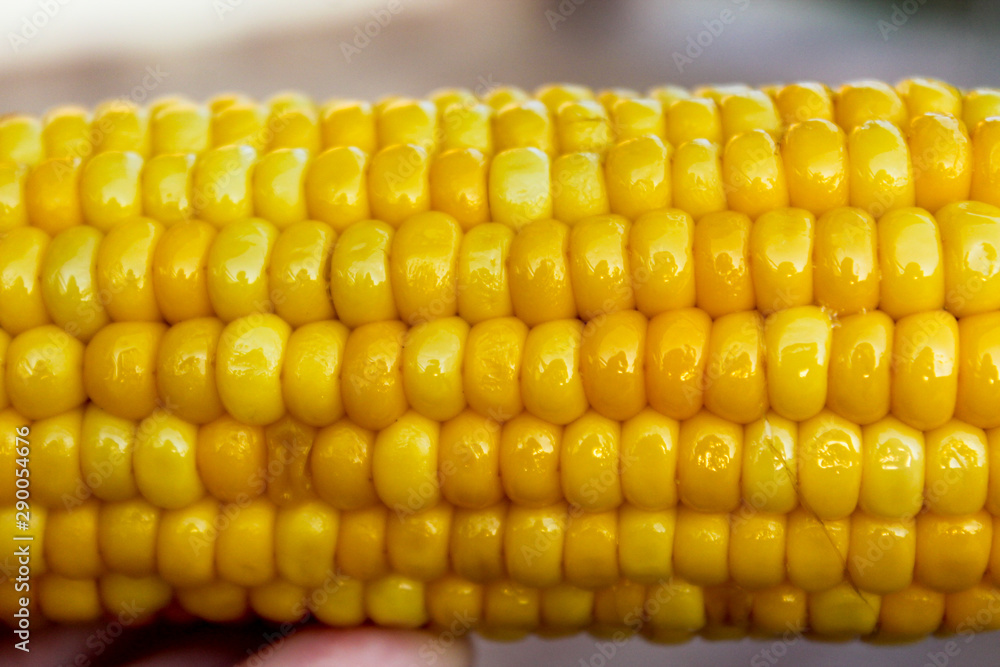 Bright yellow buttered corn cob in womans' hand. Closeup of shiny boiled maize with kernels. Harvesting object. Summer background for harvest festival banner, restaurant, cafe. Food industry Bright yellow buttered corn cob in womans' hand. Closeup of shiny boiled maize with kernels. Harvesting object. Summer background for harvest festival banner, restaurant, cafe. Food industry