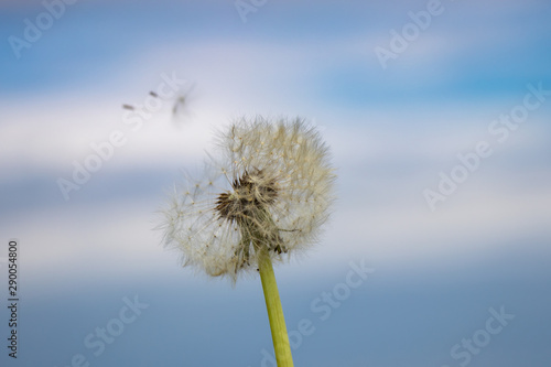 Dandelion flower  letting their parachutes into the sky