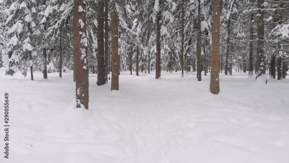 An invitation to a fabulous winter forest, tall pines in the snow and no one. Coniferous forest in winter, pine covered with snow, cold winter landscape, hitting the camera, drone view An invitation to a fabulous winter forest, tall pines in the snow and no one. Coniferous forest in winter, pine covered with snow, cold winter landscape, hitting the camera, drone view