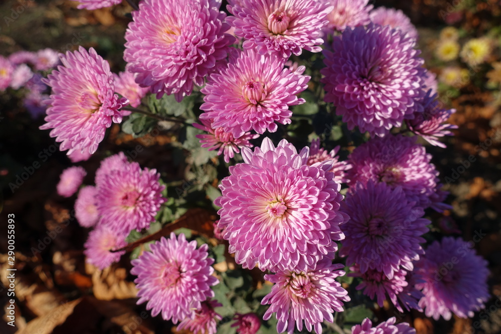 Double flowered pink Chrysanthemums in full bloom in November Double flowered pink Chrysanthemums in full bloom in November
