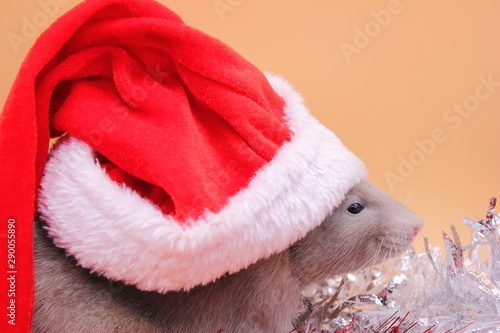 A rat in a Christmas hat. Happy New Year 2020. photo