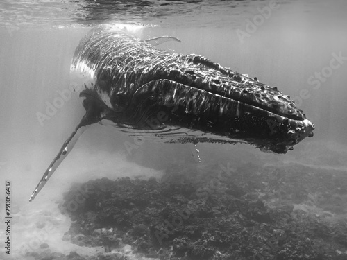 Humback whales, Tonga photo