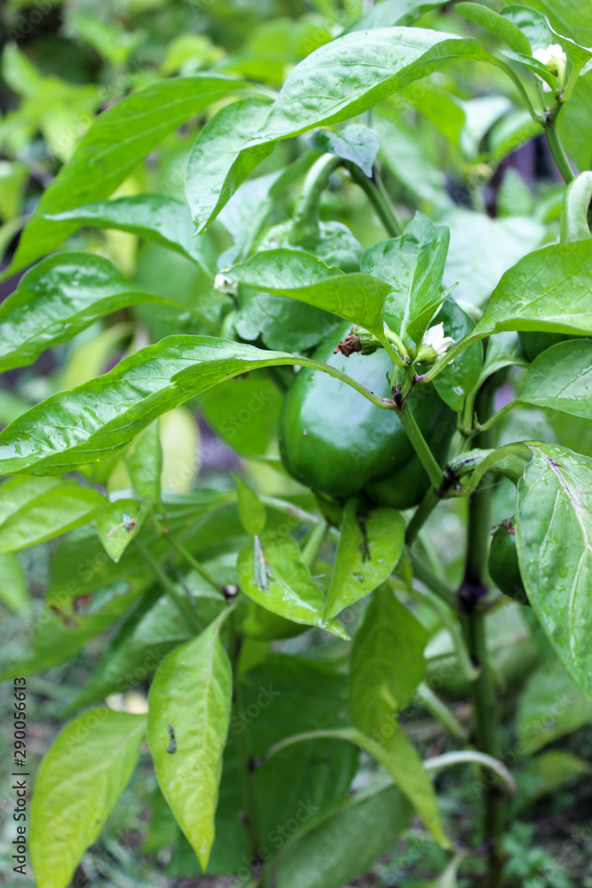 Bulgarian pepper on a Bush in the garden. Bulgarian pepper on a Bush in the garden.
