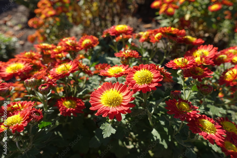 Daisy like flowers of red and yellow Chrysanthemum Daisy like flowers of red and yellow Chrysanthemum
