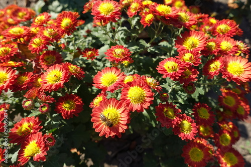 Honey bee pollinating red and yellow flowers of Chrysanthemum in October