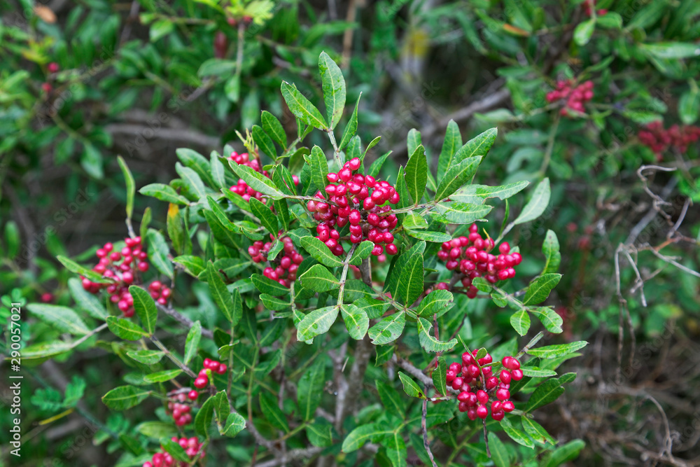 Pistacia lentiscus (also lentisk, mastic) from Mljet National Park Pistacia lentiscus (also lentisk, mastic) from Mljet National Park