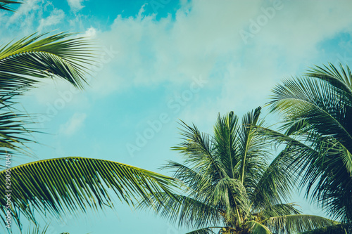 Coconut palm tree foliage under sky. Vintage background. Retro toned poster.