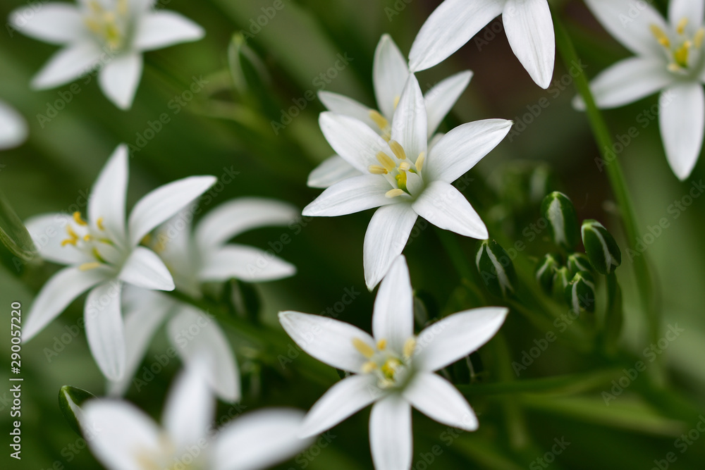 Macro photo of white small garden flowers on a neutral green background