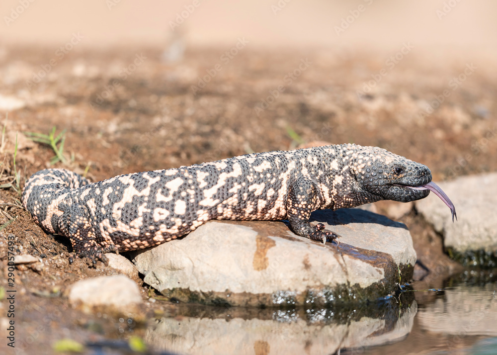 Fototapeta premium Gila Monster Sonoran Desert of Southern Arizona