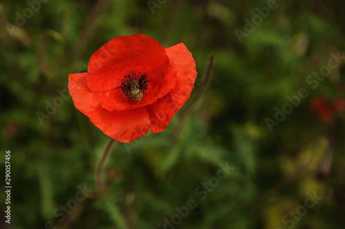 Bright color poppy plant growing in the forest