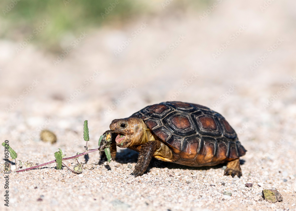 Fototapeta premium Sonaran Desert Tortoise