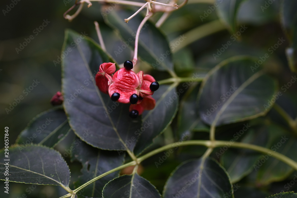 Euscaphis japonica fruits / The contrast between the red berries and black seeds of Eucaphis japonica ripe in autumn is very beautiful. Euscaphis japonica fruits / The contrast between the red berries and black seeds of Eucaphis japonica ripe in autumn is very beautiful.