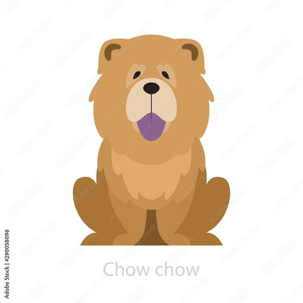 Chow chow dog breed. Animal with a fluffy fur. Chow chow dog breed. Animal with a fluffy fur.