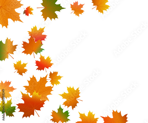 Autumn maple leaf on a white background