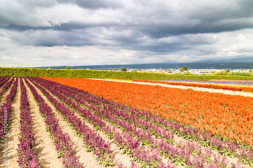 Beautiful colorful flowers in the field