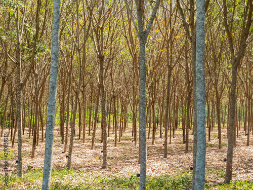 Row of rubber tree
