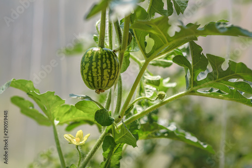 Ripening watermelon in the garden. Immature little green watermelon on a branch with a yellow watermelon flower