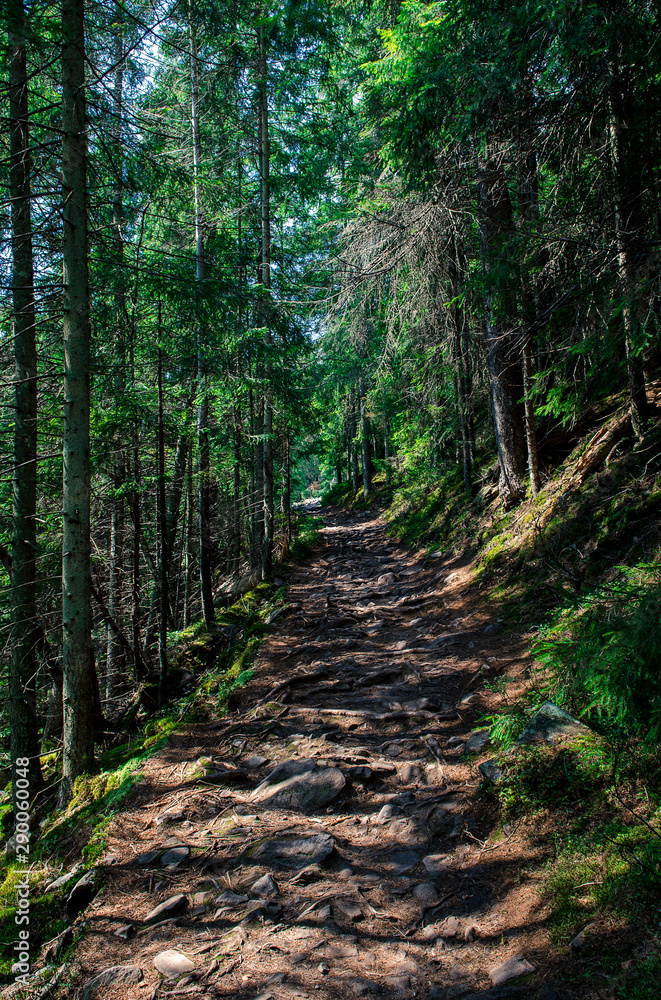 Fototapeta premium Forest high-altitude stone trail with roots of ancient wild wood