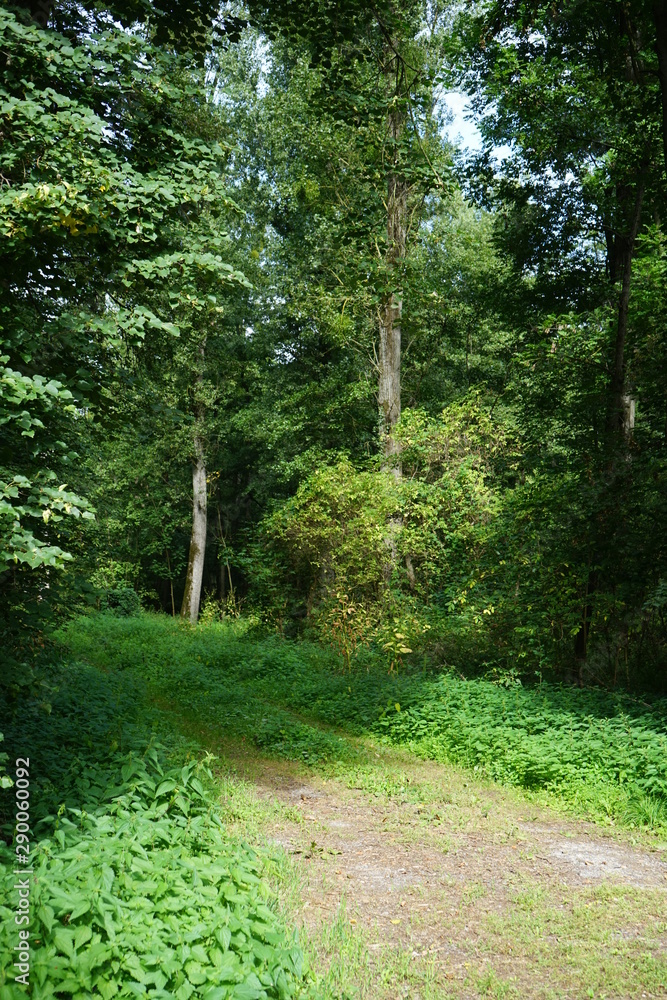 Fototapeta premium Waldweg