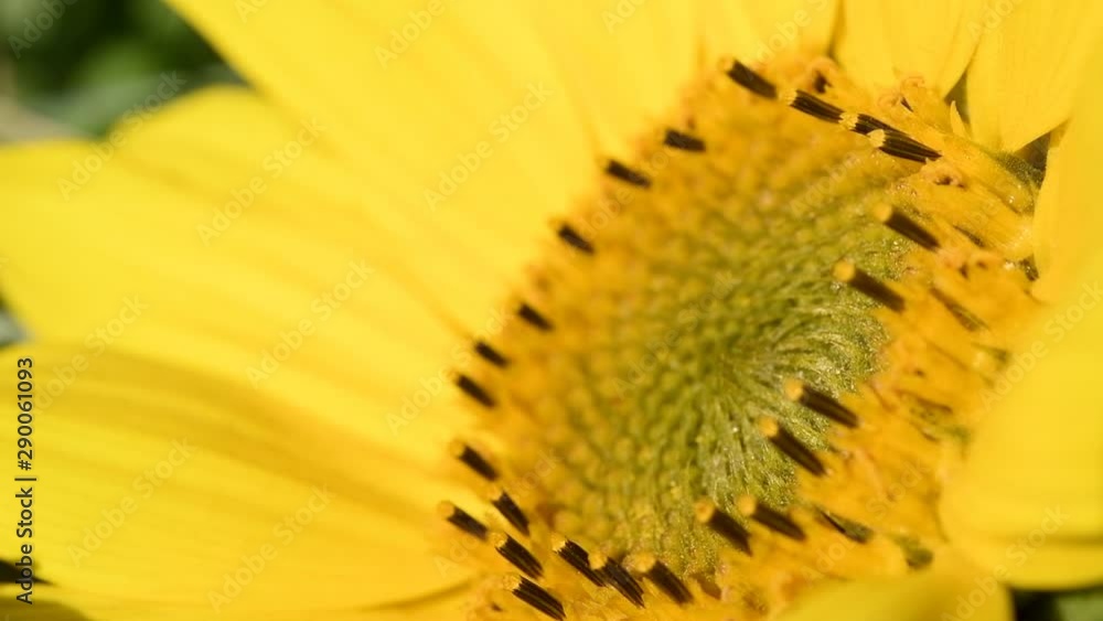 Sunflower rocking in the wind with sunshine on the bright yellow flower. Sunflower rocking in the wind with sunshine on the bright yellow flower.