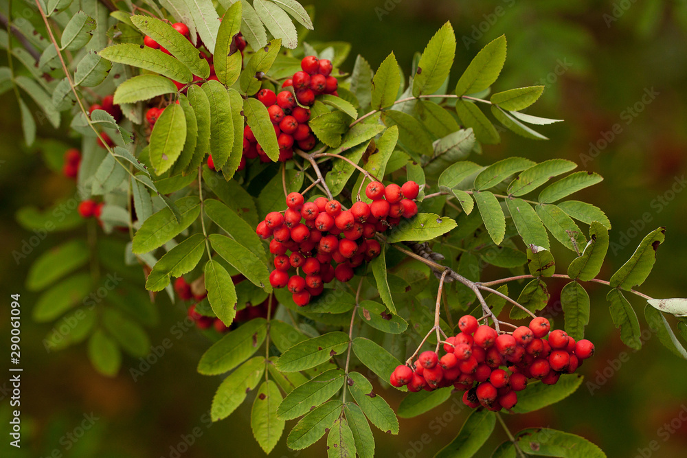 rowan branch with bright red berries rowan branch with bright red berries