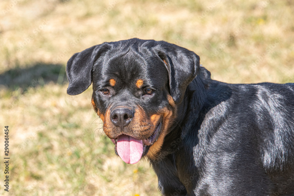 Rottweiler dog on the green grass outdoor