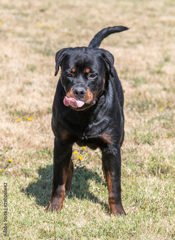 Rottweiler dog on the green grass outdoor Rottweiler dog on the green grass outdoor