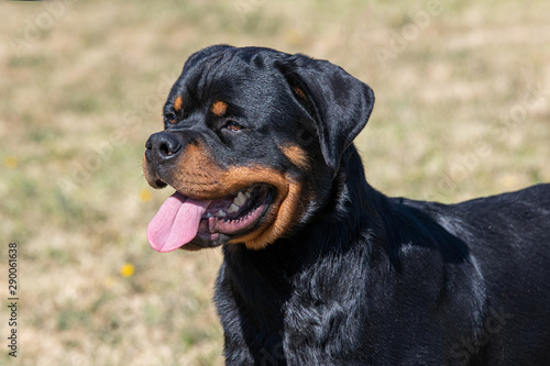 Rottweiler dog on the green grass outdoor