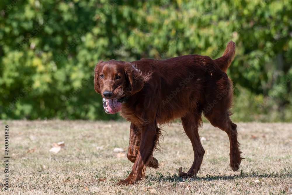 Irish setter runs across the field. Selective focus on the dog Irish setter runs across the field. Selective focus on the dog