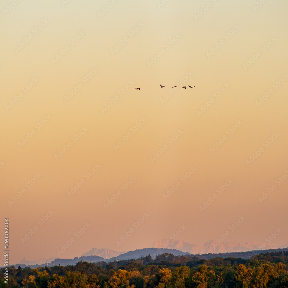 A flock of  migrating geese flies over the Inn river with the alps in the background at sunset