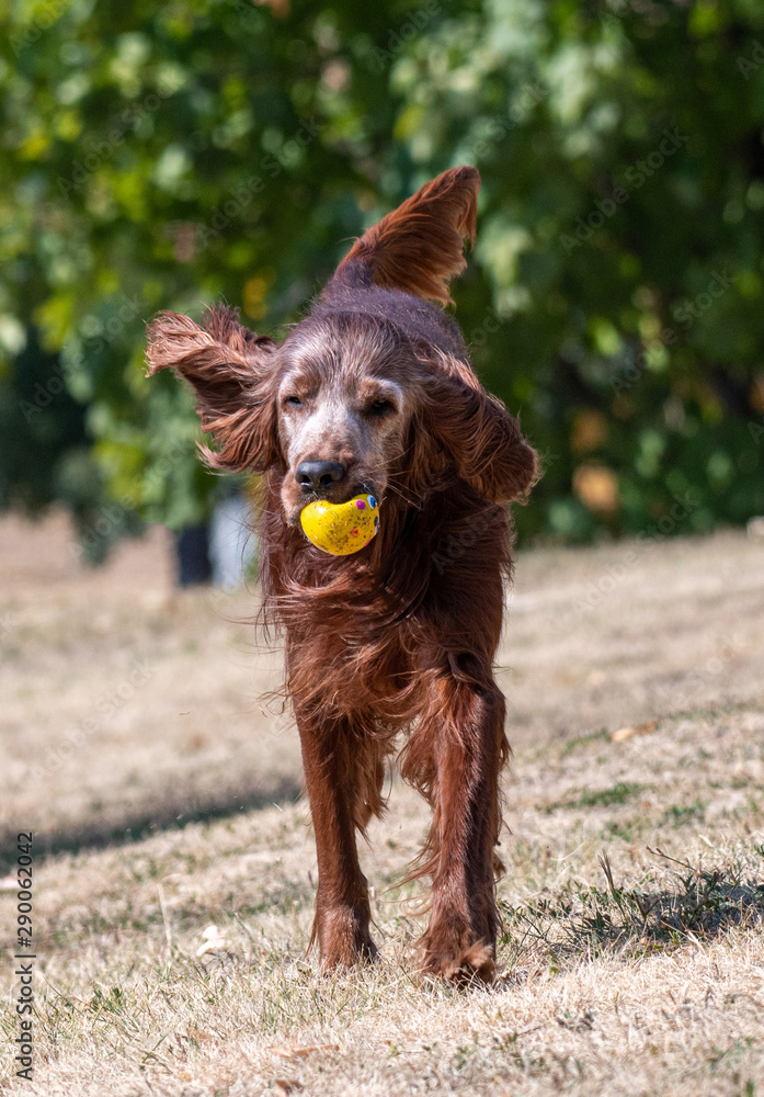 Irish setter runs across the field. Selective focus on the dog Irish setter runs across the field. Selective focus on the dog