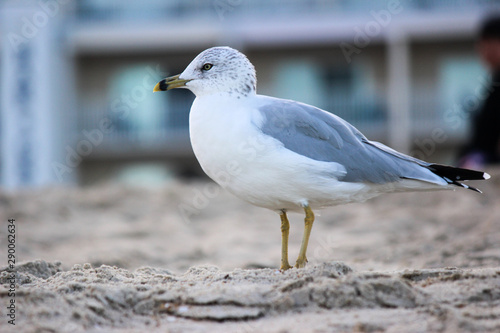 seagull on the beach