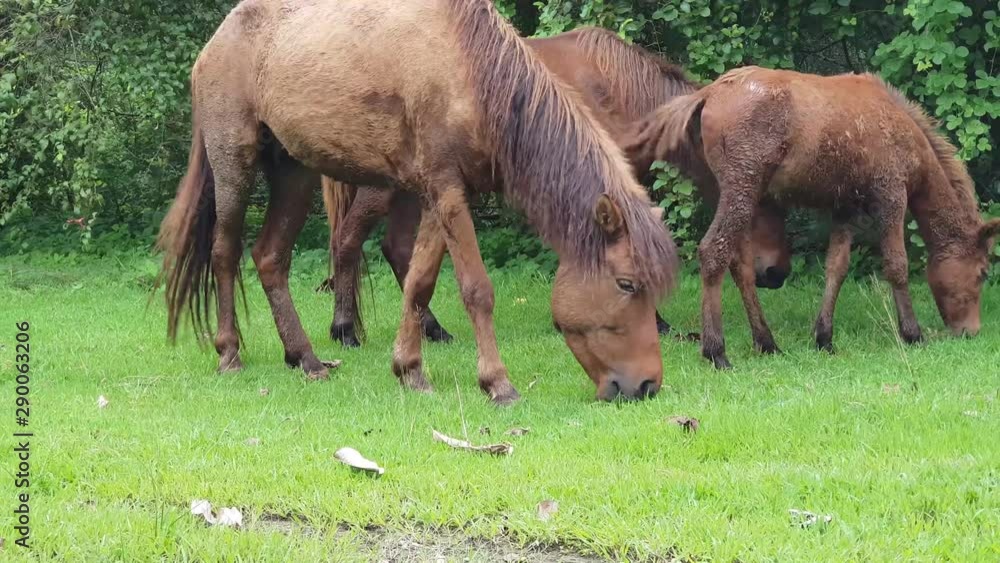 Brown horses are eating grass in the yard field in country side Brown horses are eating grass in the yard field in country side