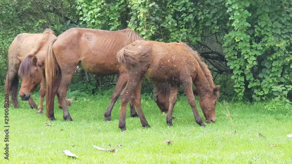 Brown horses are eating grass in the yard field in country side Brown horses are eating grass in the yard field in country side