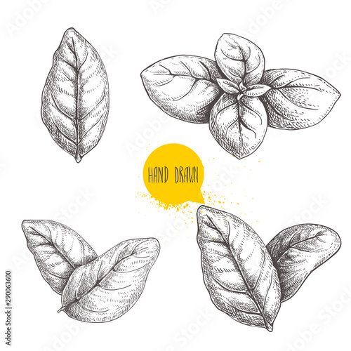 Hand drawn sketch style basil leaves set. Collection of culinary and cooking spicy ingredients. Herbal engraved style illustration isolated on white background. photo