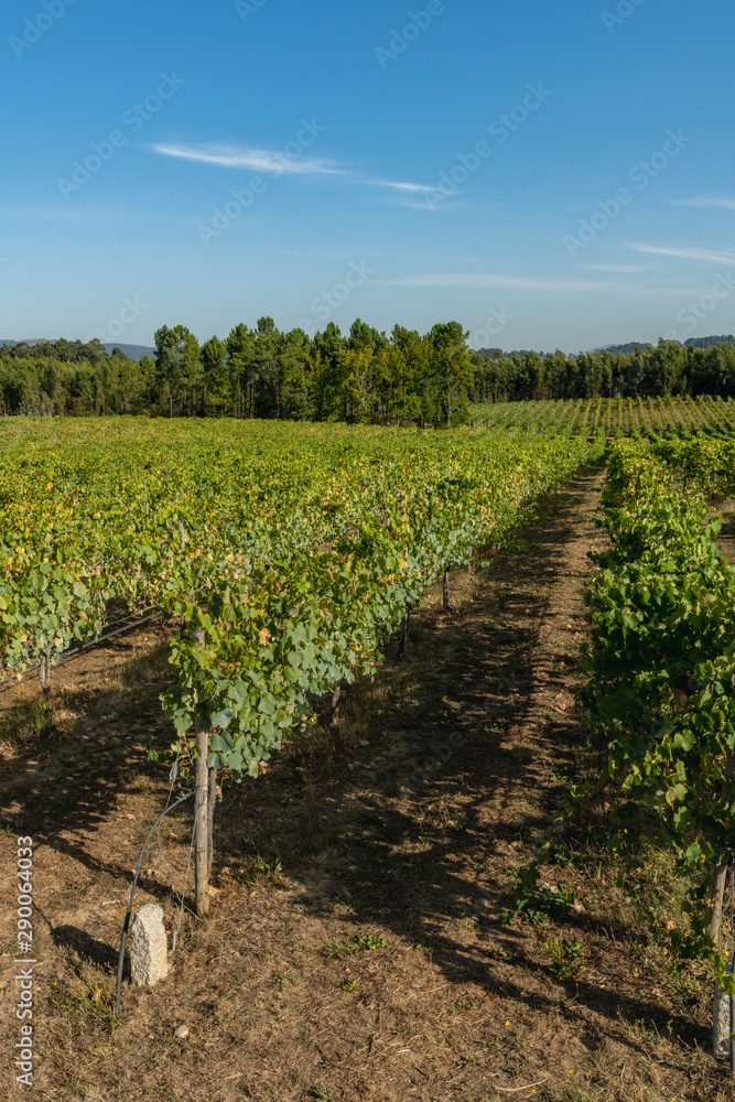 Vineyard at Moncaoin Portugal